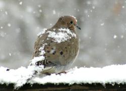 bird food wholesalers